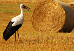 Varsovia - Torun - Gdansk - Elblag